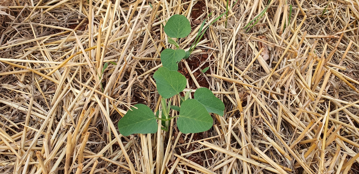 Soybeans starting to sprout in the middle of straws