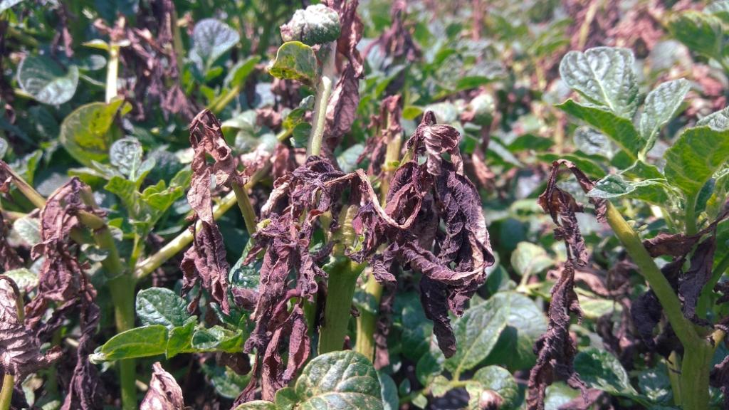Effects of frost on potato plantation