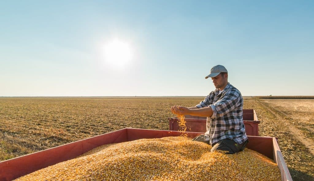 Man moving corn on top of cart after harvesting