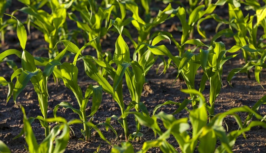 Young corn plantation receiving sunlight