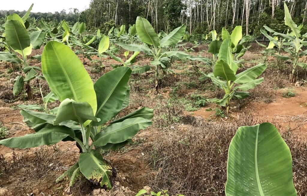 Several banana trees planted respecting spacing