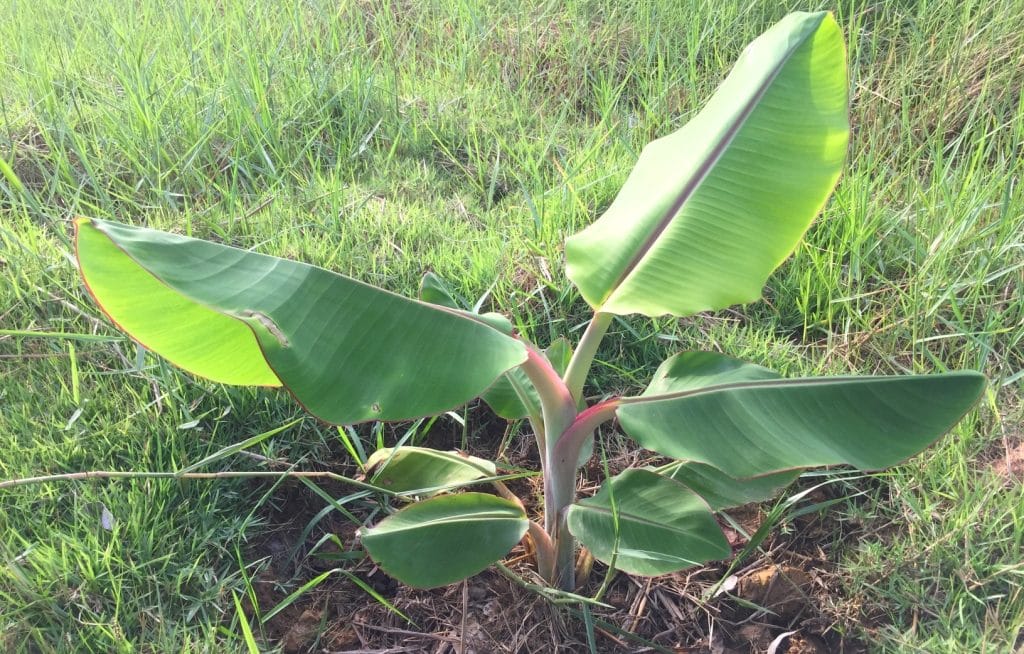 Banana seedling planted in ground