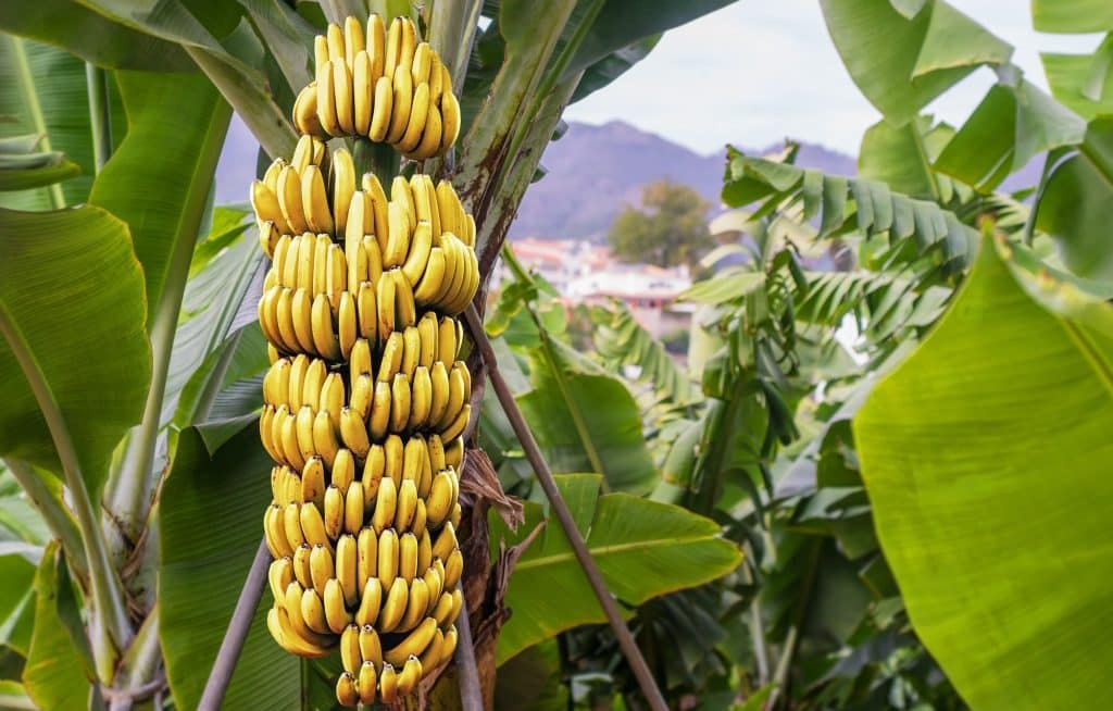 Huge bunch of ripe bananas on the foot