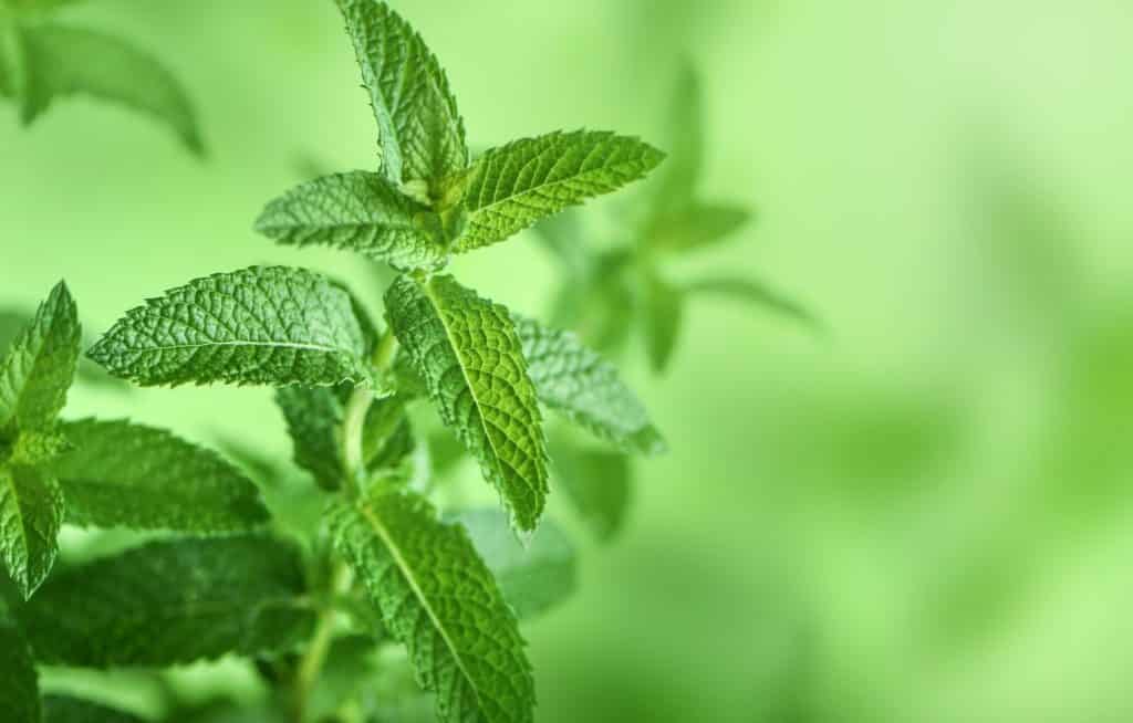 Mint branch on the plant