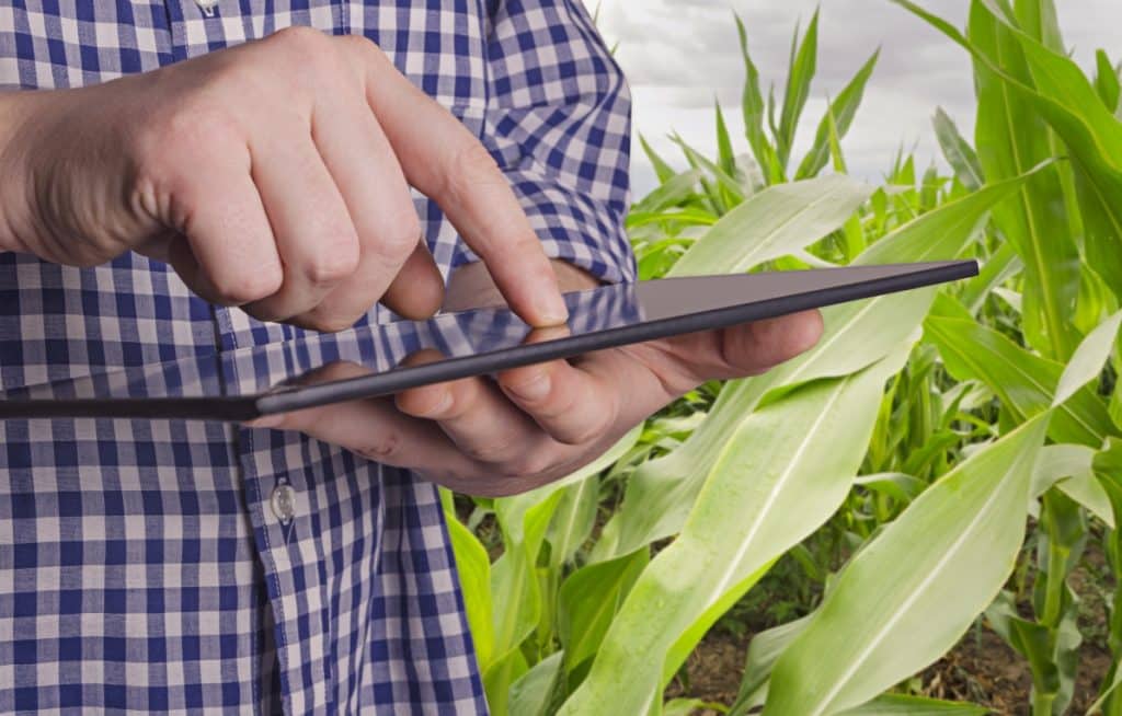 Producer with tablet doing math in the cornfield