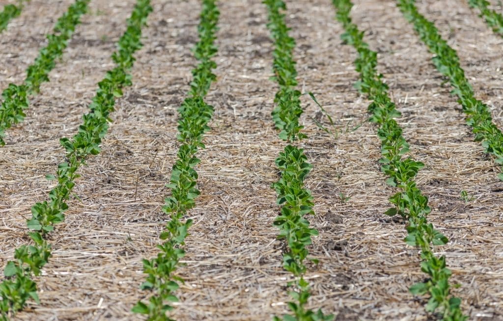 Soybean planting in no-tillage system