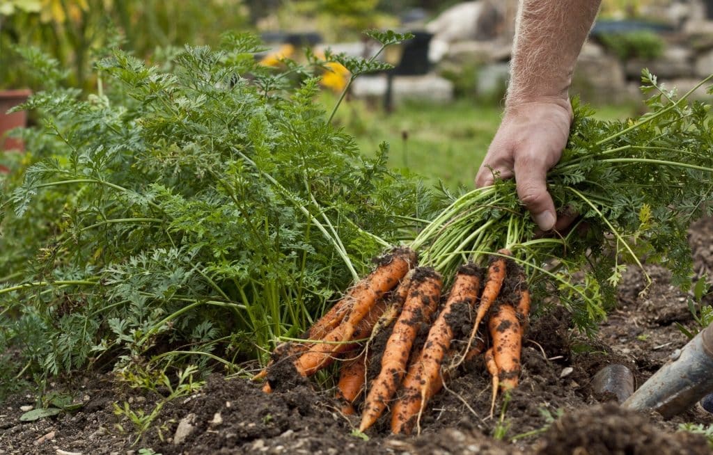 Farmer hand plucking carrot from the ground