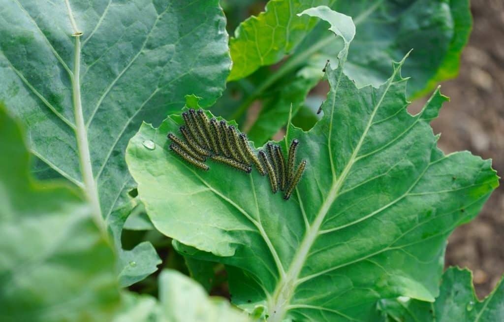 Various caterpillars on eaten cabbage leaf