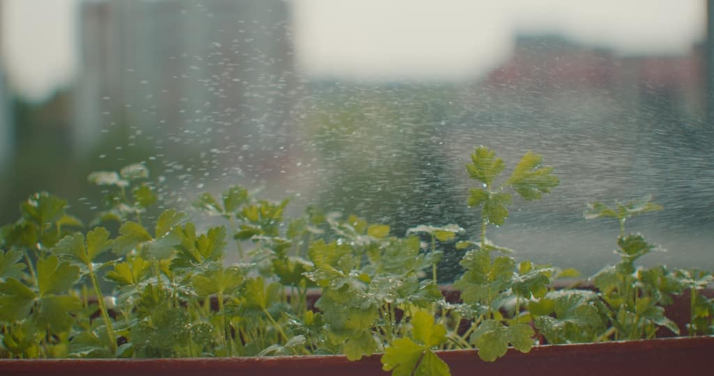 Sprinkling water over parsley planted in a pot