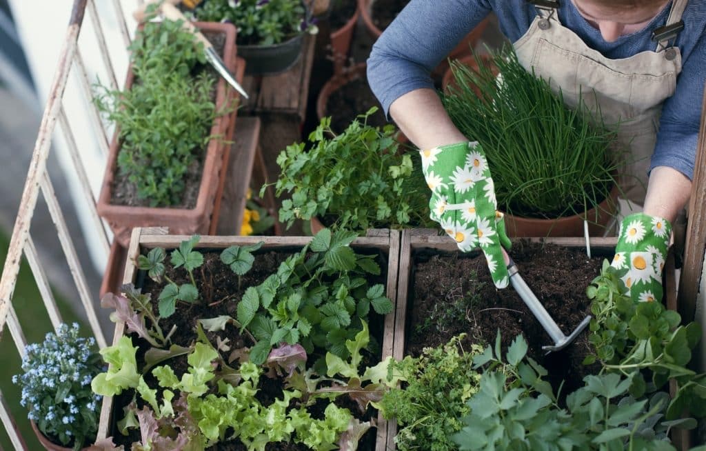 Woman working in vegetable garden on balcony, multiple pots