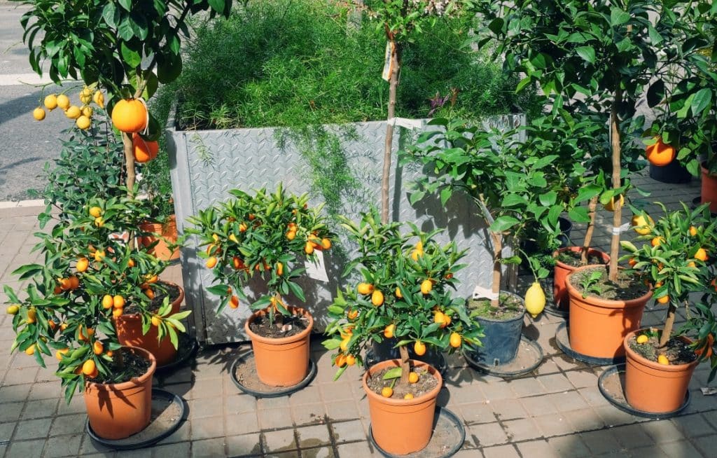 Several pots with planted fruit trees