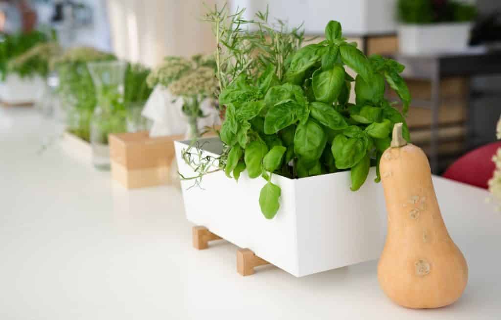 White vase with herbs in the kitchen