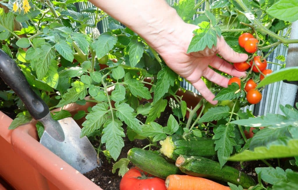 Tomatoes and vegetables planted in pots