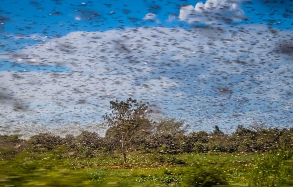 Locusts cloud with vegetation in the background