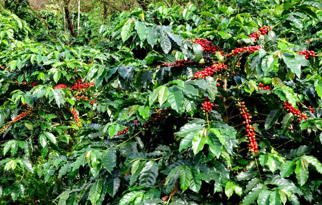 Coffee crop with ripe beans