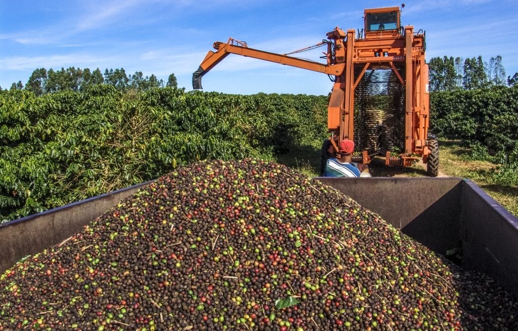 Coffee harvested in cart with harvester in the background
