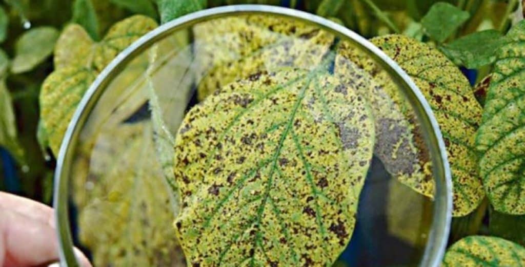 Farmer using magnifying glass on soybean leaf