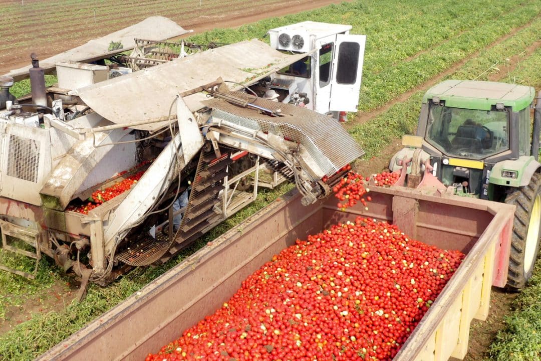 Machine harvesting tomatoes and pouring them into the truck