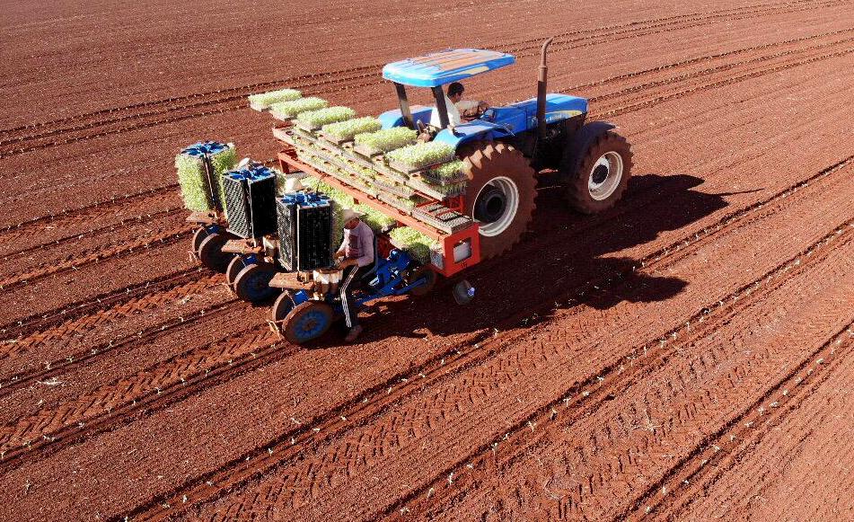 Tractor planting tomato seedlings