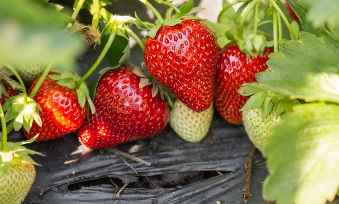 Planting strawberries on plastic wrap