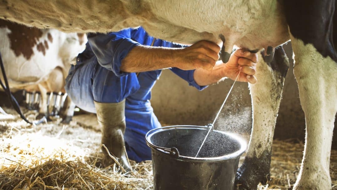 Man milking cow