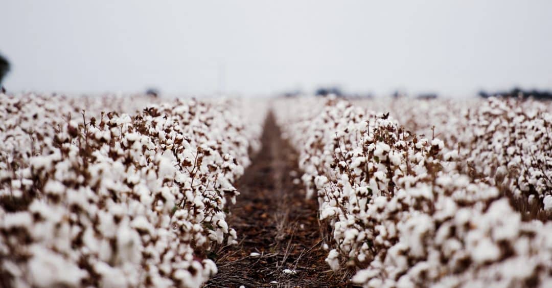 Cotton grown in cold weather