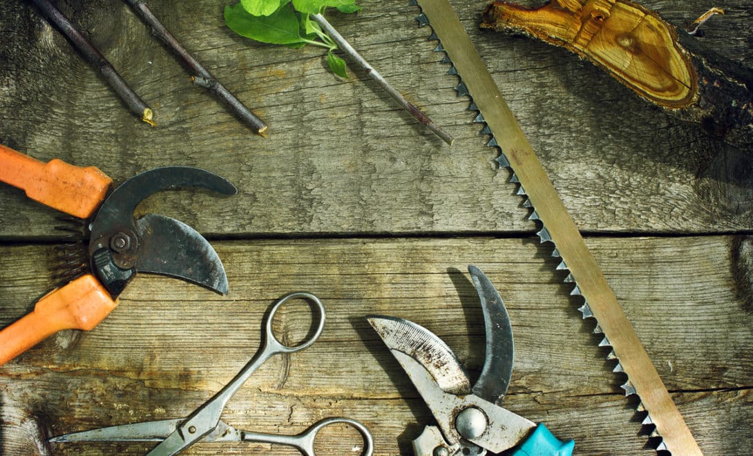 Tools used for pruning on a wooden table