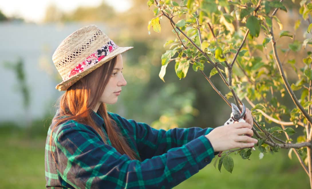 Woman performing fruit pruning on apple tree
