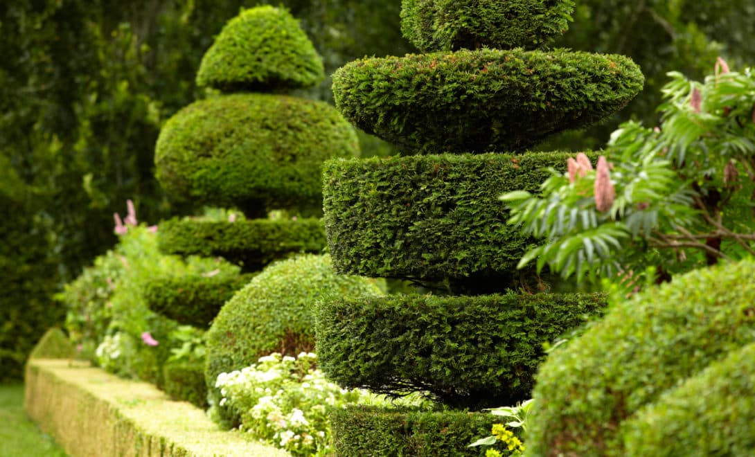 Plants pruned with the topiary technique