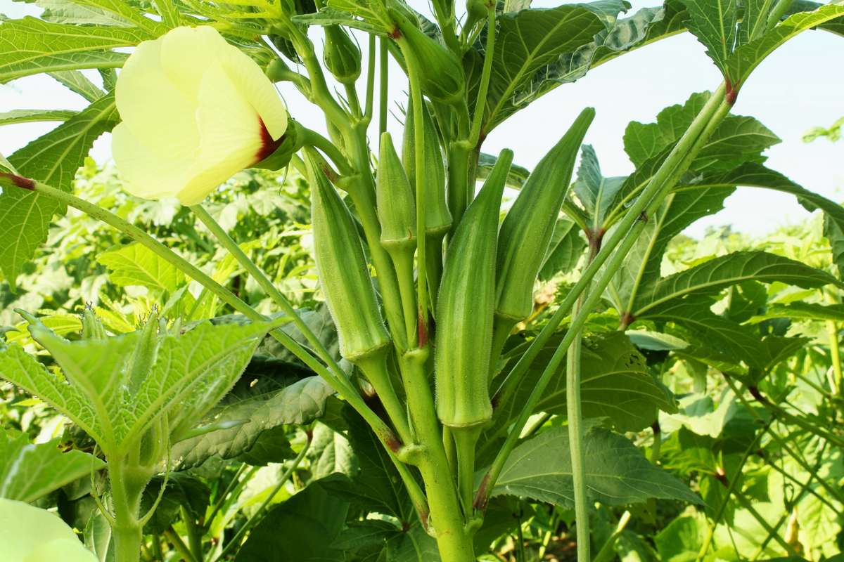 Okra flowering and fruits
