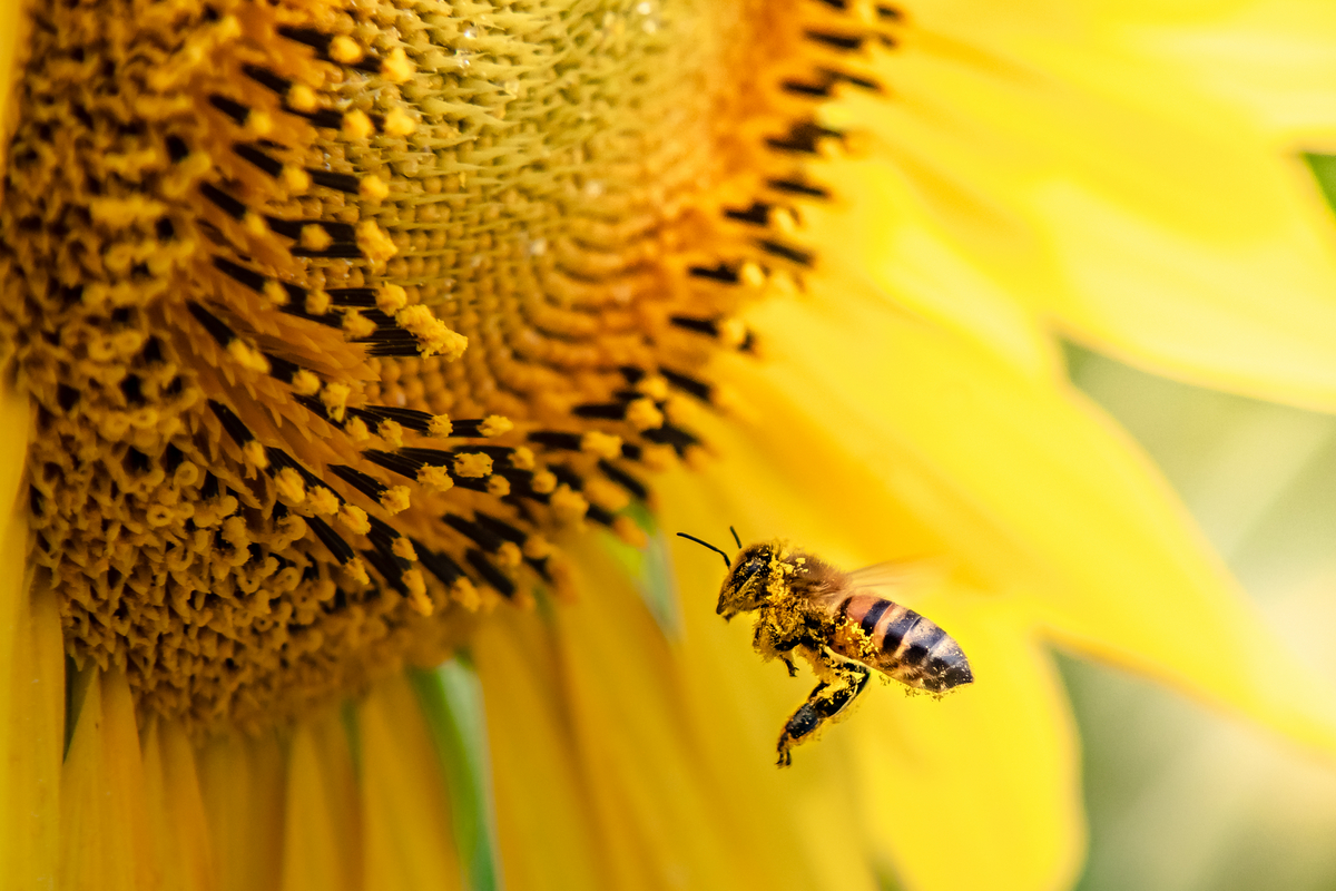 Among the curiosities of sunflower helps in the pollination process