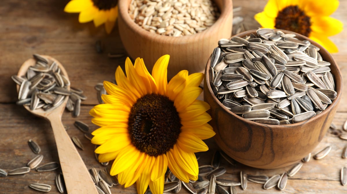 Sunflower seeds benefits to our body