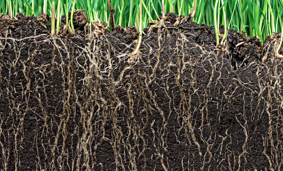 Soil profile with deep roots promoting decompaction