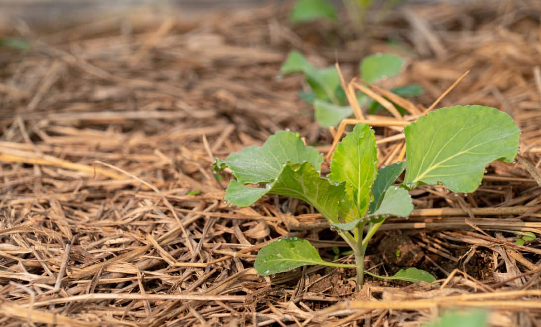 Plants growing in soil with straw left by green manuring