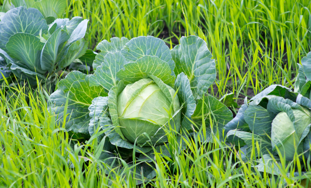 Cabbage and Brachiaria intercropping