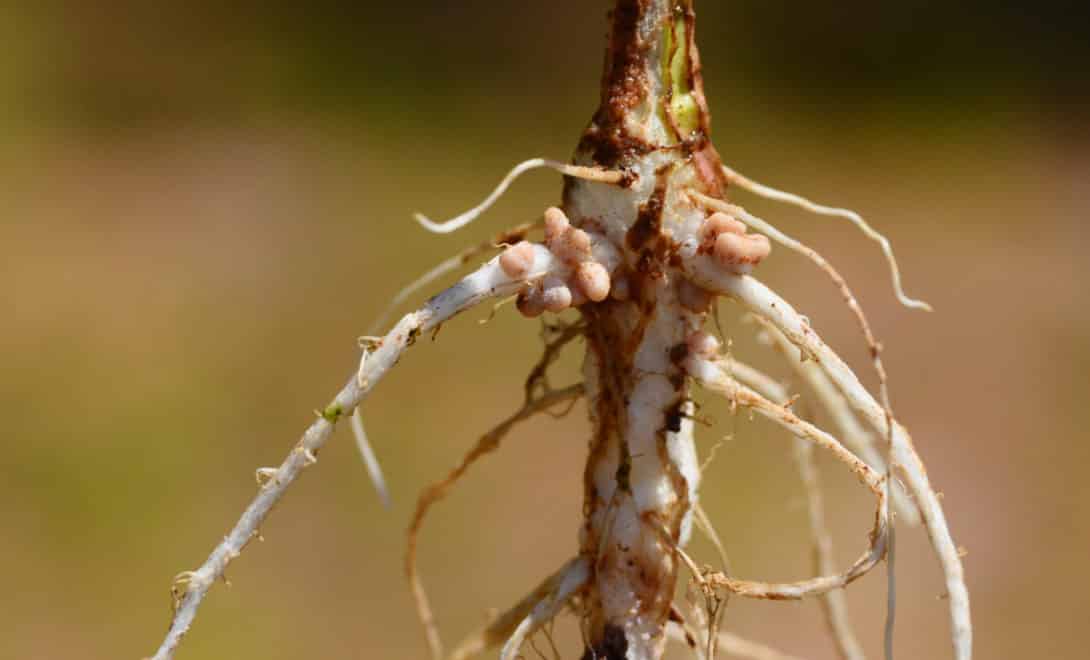 Legume root with nodules formed by nitrogen-fixing bacteria