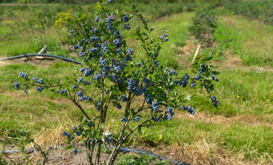 Blueberry species Vaccinium corymbosum