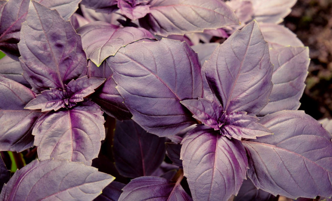 purple basil foliage