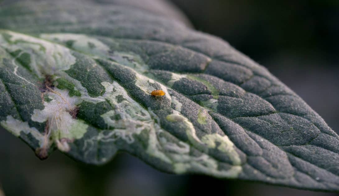 The leafminer pest attacking a tomato leaf, leaving marks called mines.