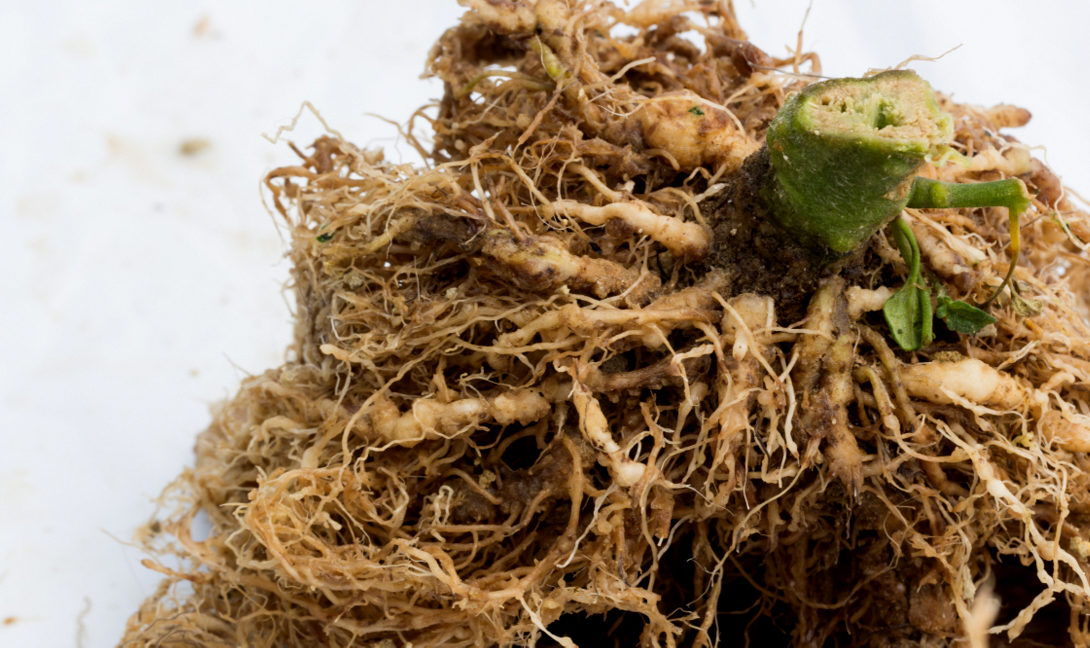 Root gall infected tomato roots