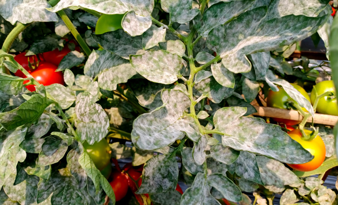 Symptom of powdery mildew disease, caused by the fungus Oidium lycopersici, on tomato leaves