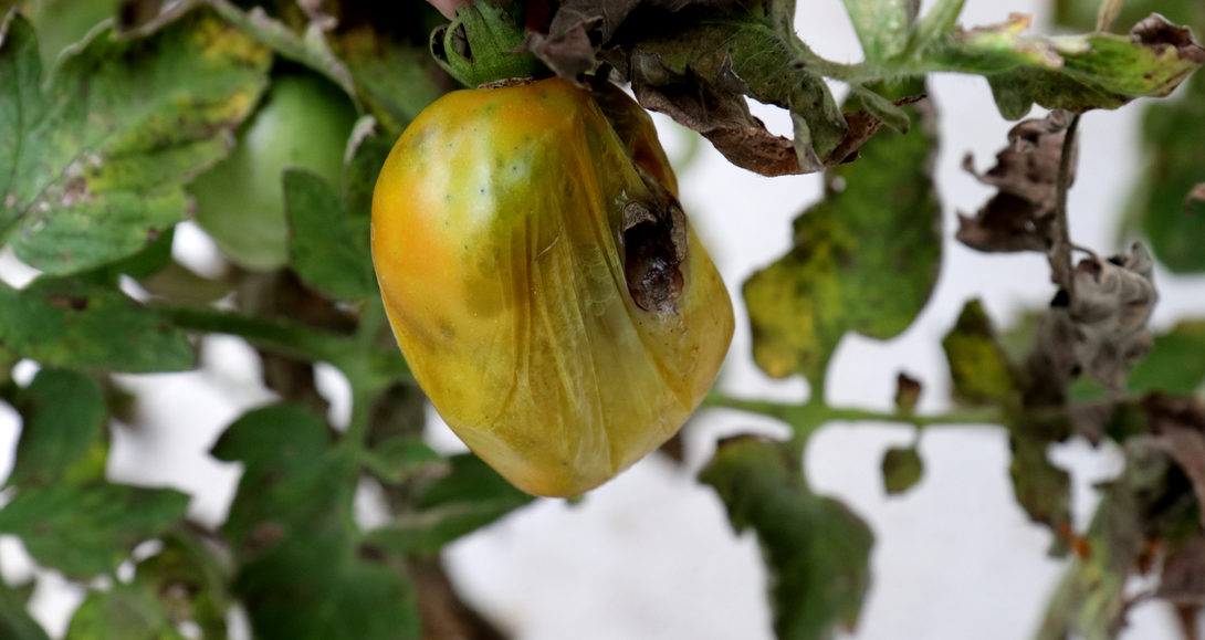 Tomato fruit with symptom of hollow stalk disease or soft rot