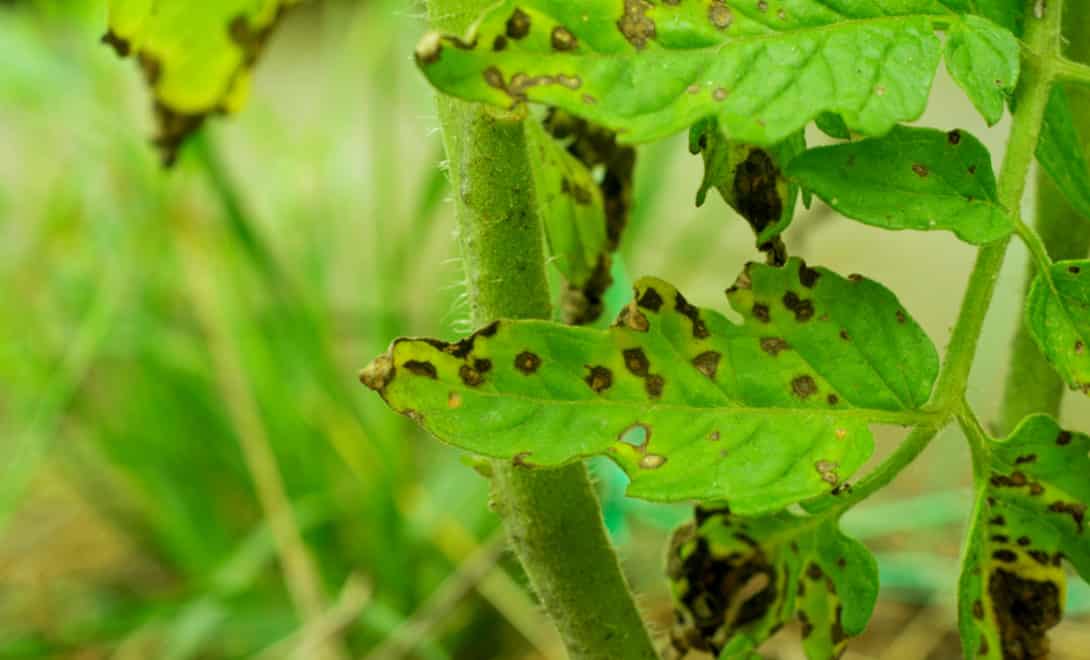 Tomato leaves with symptoms of septoria disease
