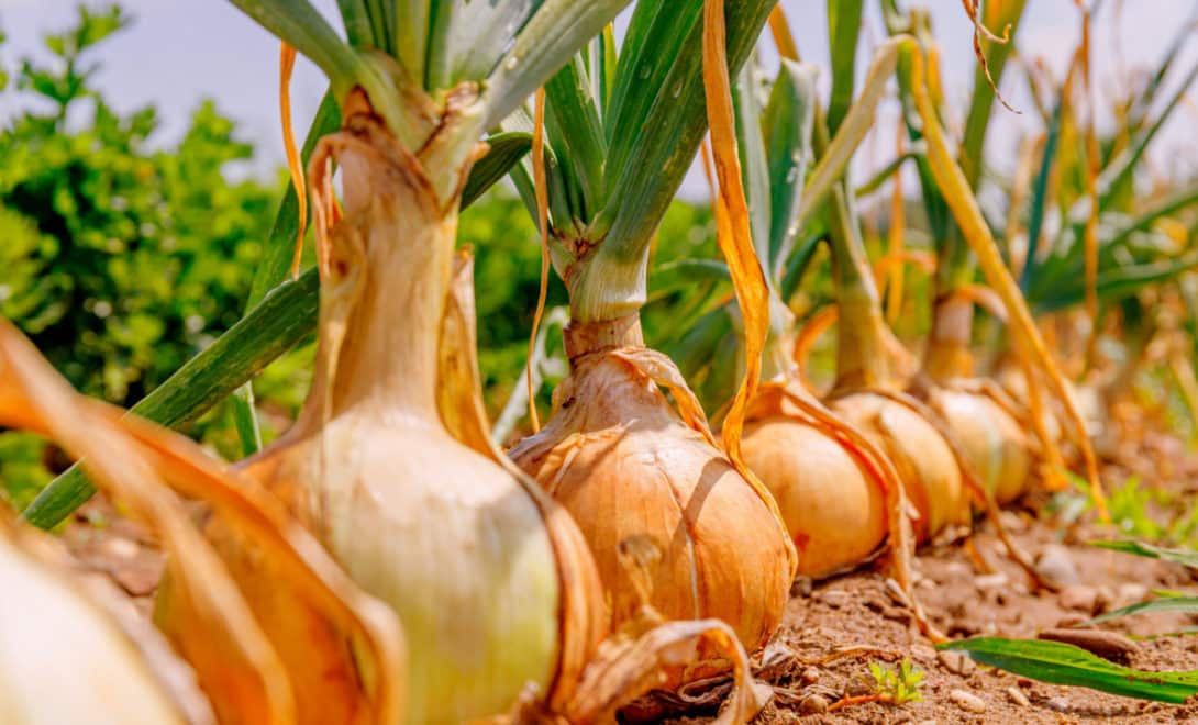 Onion plantation at harvest point