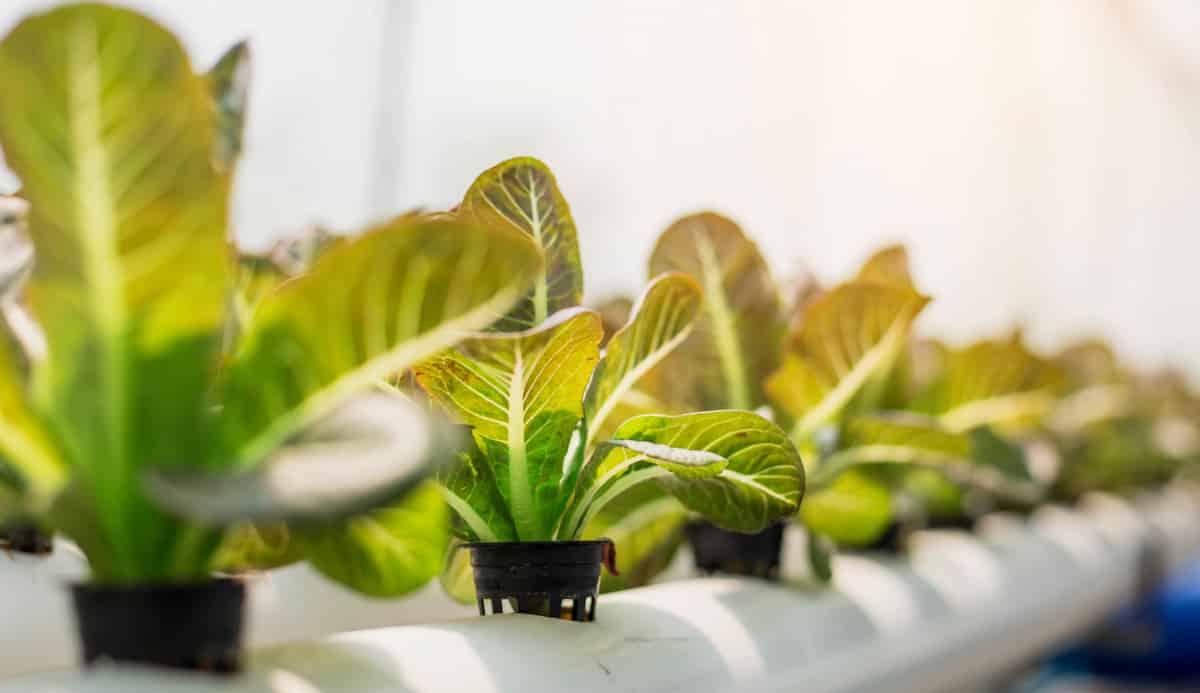 Growing vegetables in a hydroponics system