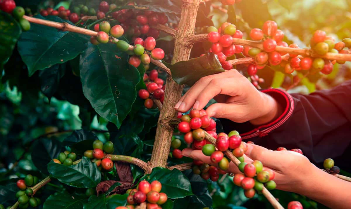 Harvesting coffee beans