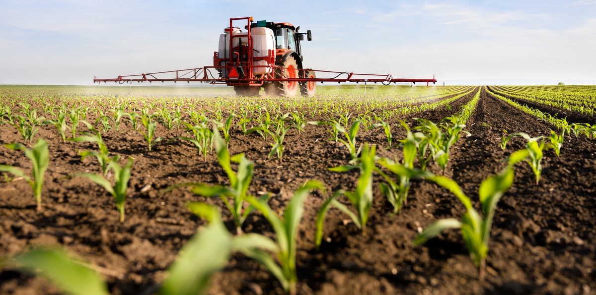 Application of insecticide in corn crops to contain pests