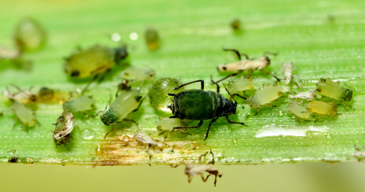 Aphid attacking corn crop