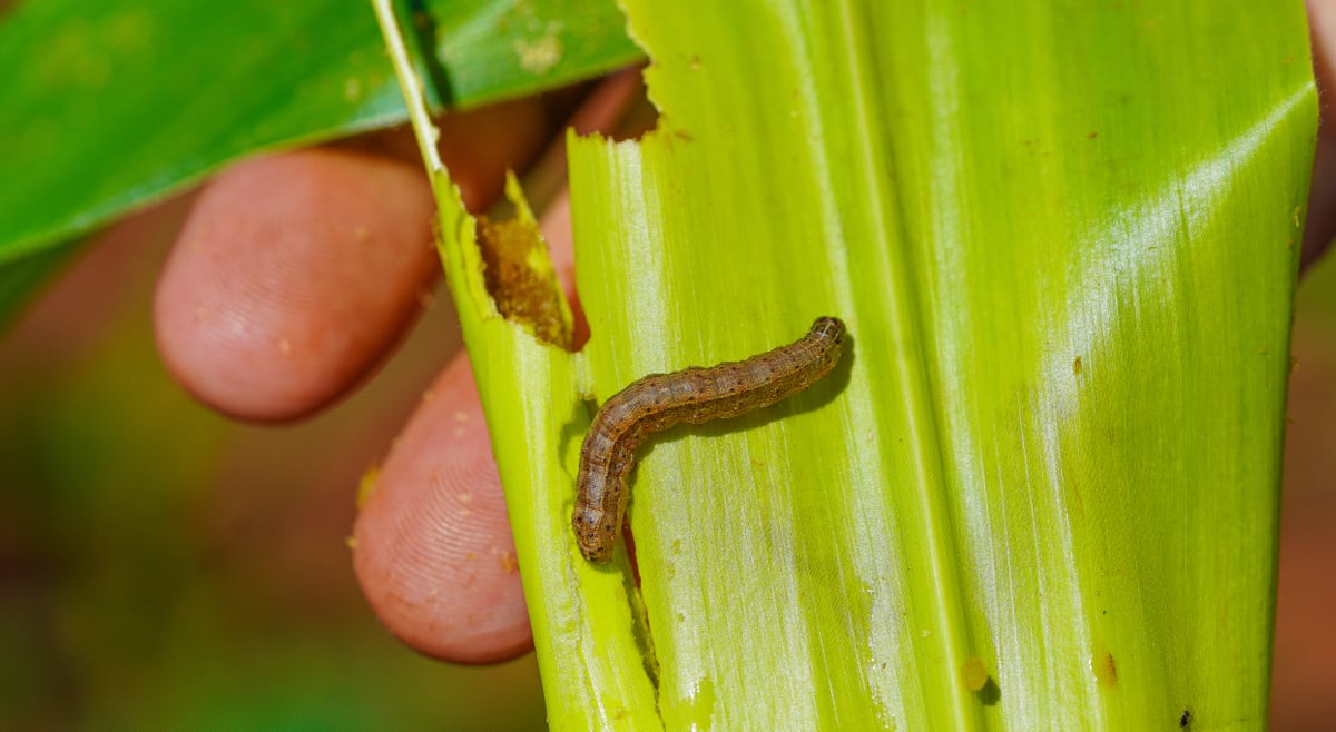 Cartridge caterpillar action on a corn leaf