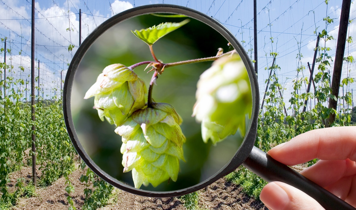 Perspective hop production with a magnifying glass